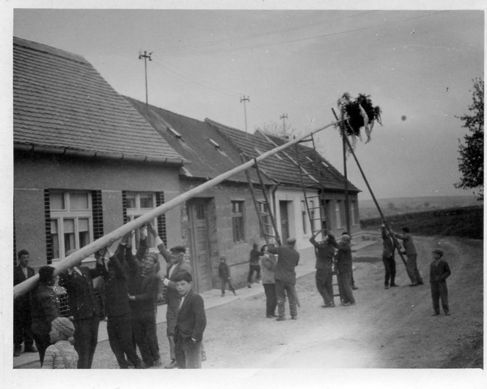 Radošovjanskí chłapi stavjajú máju starostovi (r. 1962)